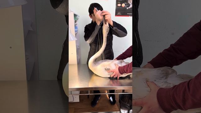 Как дать глистогонный препарат молодому Лебедю-Кликуну 🥰🦢🤓 смотреть онлайн