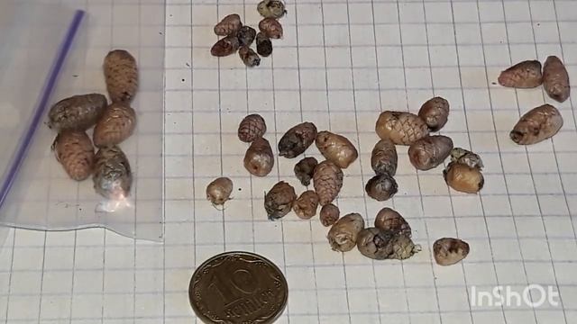 АХИМЕНЕС. Какие бывают ризомы ахименеса? Ризомы ахименеса после зимнего отдыха. смотреть онлайн