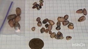 АХИМЕНЕС. Какие бывают ризомы ахименеса? Ризомы ахименеса после зимнего отдыха.