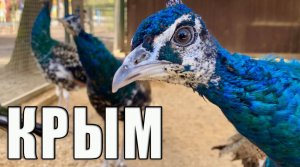 КРЫМ, ОШАЛЕТЬ - я в Крыму  такое вижу впервые.