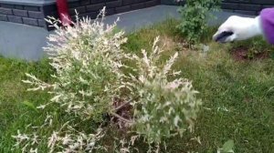 Необычная обрезка Хакуро Нишики