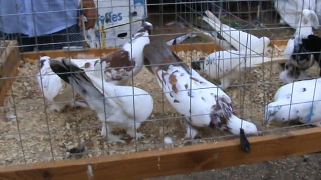 Ярмарка голубей г.Кореновск 10.07.2022г. 5часть смотреть онлайн