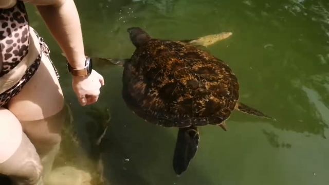 turtles Tanzania Zanzibar плаваем с черепахами на занзибаре смотреть онлайн