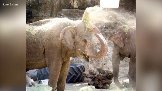 Elephant dies at San Antonio Zoo смотреть онлайн