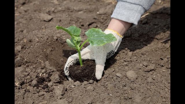 Обзор сорта огурцов 