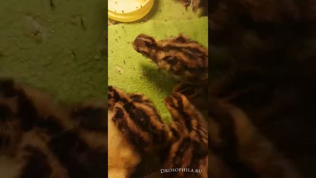Кормление птенцов перепелов нелетающими мушками Дрозофилами смотреть онлайн