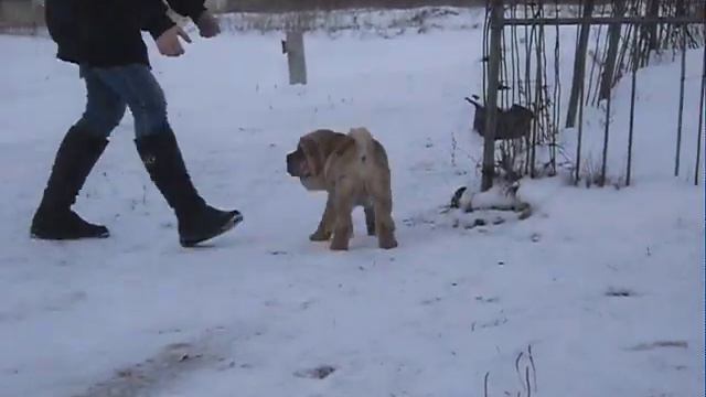 Продажа.Перспективный щенок шарпея смотреть онлайн