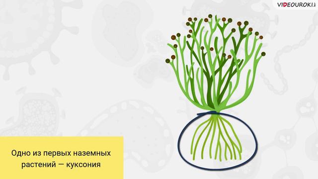 09. Эволюция растительности. Направления эволюции смотреть онлайн