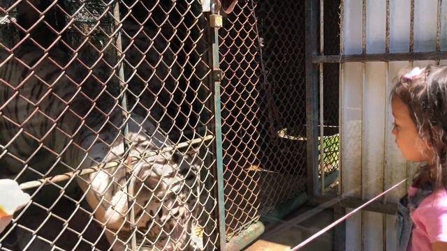 Tiger kingdom Chiang mai #תאילנדעםילדים смотреть онлайн