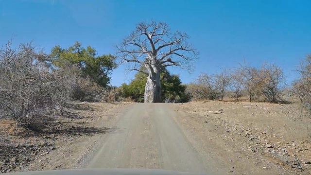 Baobab Drive смотреть онлайн