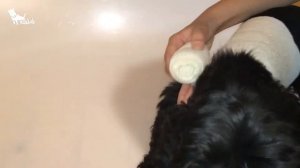 Повязка на плечевые суставы для собаки