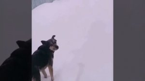 Очкошник пес. Юмор.