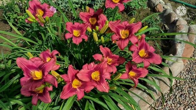 Цветение лилейников в моем саду. смотреть онлайн