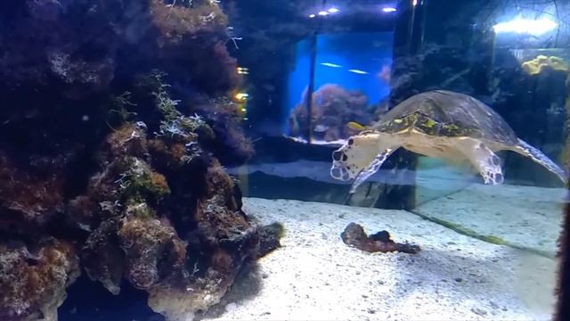 АКВАРИУМ Фрагмент интегрированного занятия. Ознакомление с природой и пластилинография. смотреть онлайн