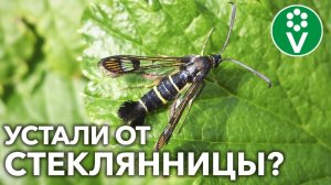 ВЫ ПРОСИЛИ РАССКАЗАТЬ – Как защитить сад от СТЕКЛЯННИЦЫ?