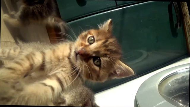 Котятки отдадим в хорошие руки смотреть онлайн