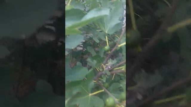 Инжир в открытом грунте смотреть онлайн