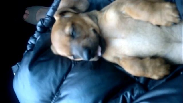 Sleeping puppy (Спящий щенок) смотреть онлайн