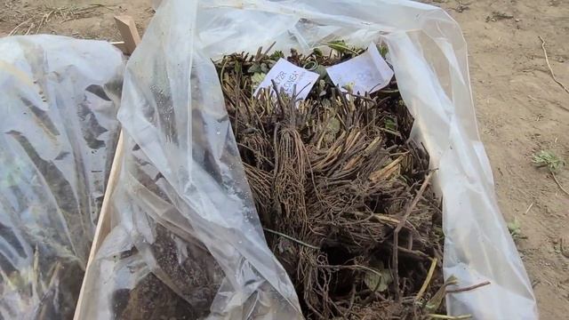 Высаживаем новейшие сорта клубники НСД, Дульсинея, Аврора Карима! смотреть онлайн