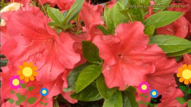 Азалия японская Арабеск. Краткий обзор, описание Rhododendron Obtusum 'arabesk' Arabesk