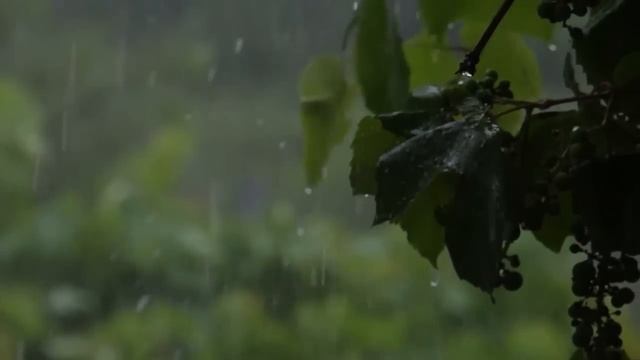 Rainy Forest Sounds for Sleeping, Meditation and Study 3 Hours White Noise Gentle Rain смотреть онлайн
