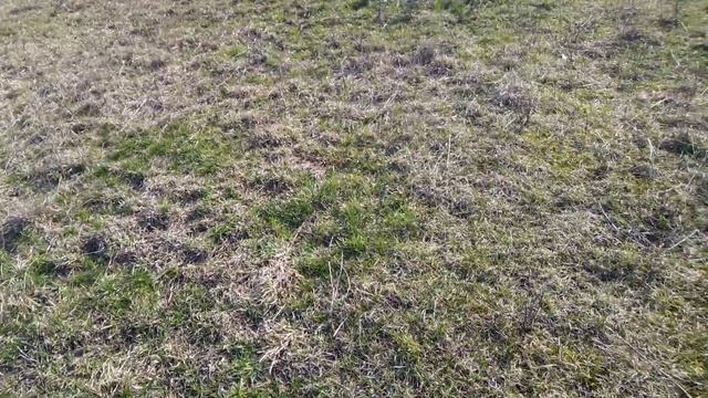 Первый раз вышли на пастбище. У нас плюс 18 градусов. смотреть онлайн