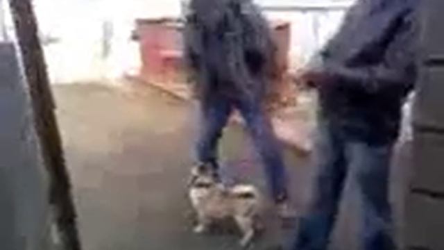 Юрик дразнит пса.СМОТРИТЕ!!! смотреть онлайн