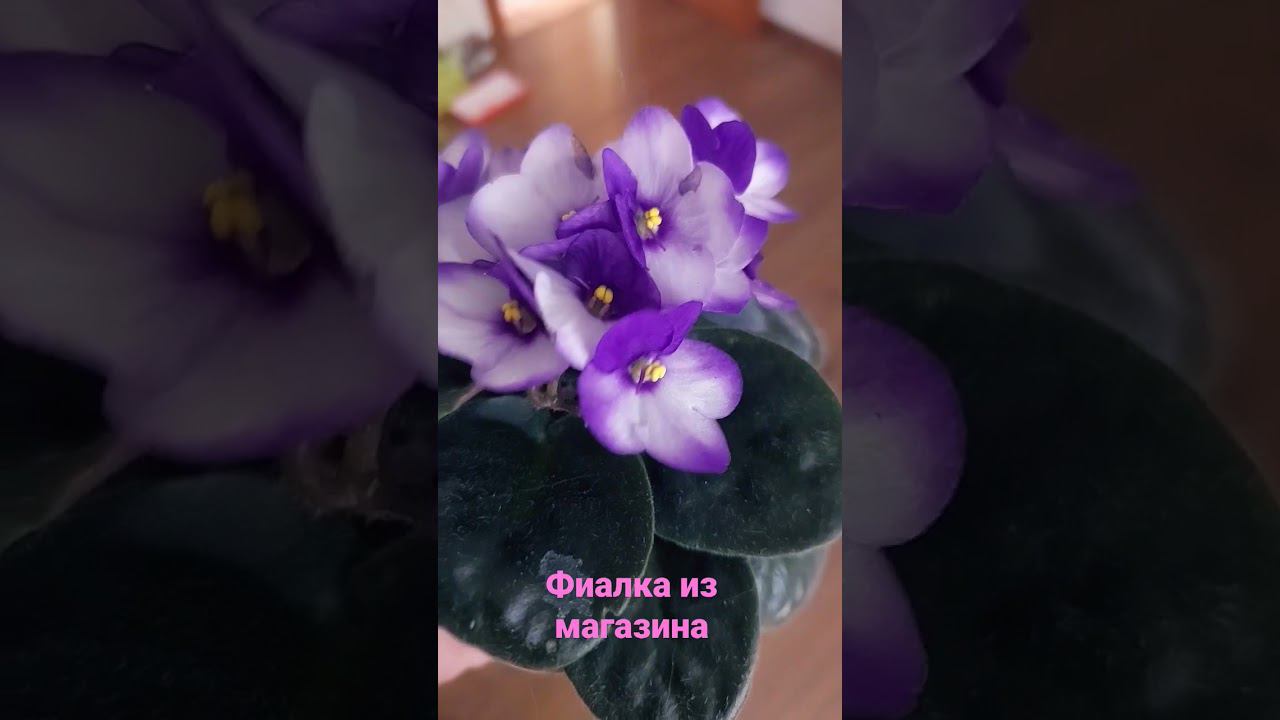 Обычная фиалка из магазина. Красота в простоте.