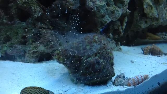 Brain Maze Coral adjusting to my new Reef Tank смотреть онлайн