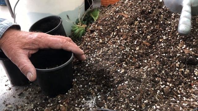 Haworthia cooperi - How to grow and repot the Window or Crystal Succulent. смотреть онлайн