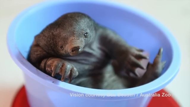 Australia Zoo welcomes first baby echidna смотреть онлайн