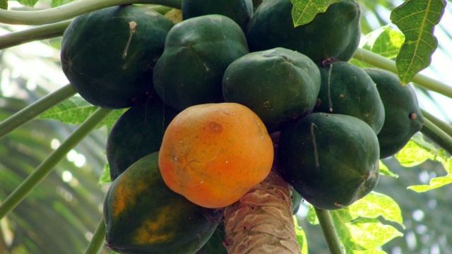 गरोदरपणात कोणती फळे खाऊ नये | Pregnancy Madhe Konti Fale Khau Naye | Fruits Not To Eat In Pregnancy