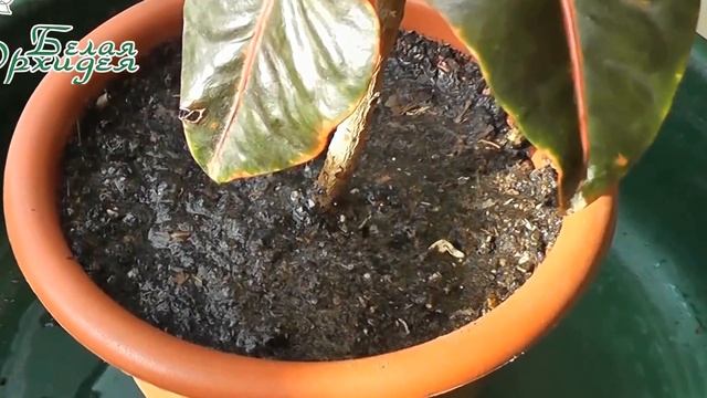 Как поливать цветы смотреть онлайн