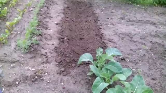 Лук- порей.Высадка рассады смотреть онлайн