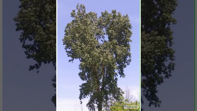 Там где клён шумит над речной волной смотреть онлайн