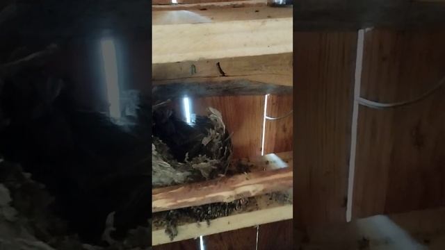 Осиное гнездо??? смотреть онлайн