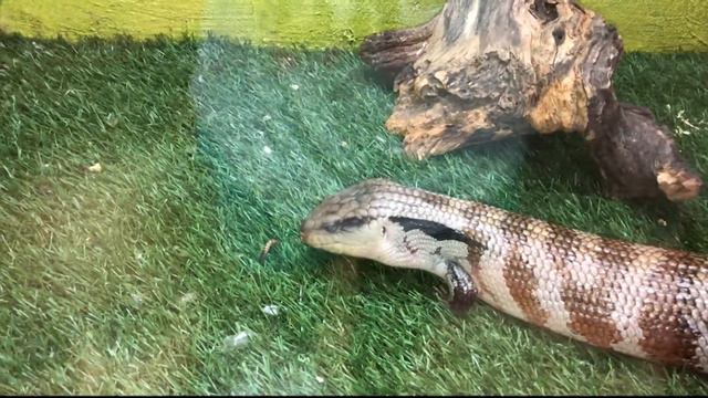 Зоопарк в Небуге / Кормим ежа, хорька и ящерицу смотреть онлайн