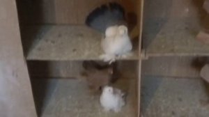 Статные голуби Воронежа