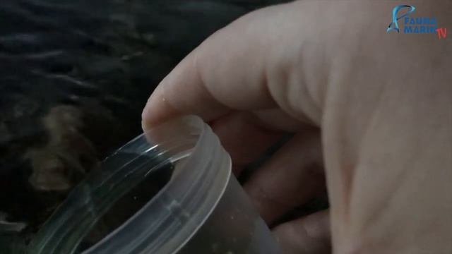 FaunaMarin HTU Coral Sprint - Korallenfutter angewendet смотреть онлайн