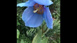 Мак восточный( Papaver orientale) ,гималайский мак и меконопсис камбрийский(Meconopsis) ВИДЕО