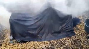 Режим свинью,свинку Машку