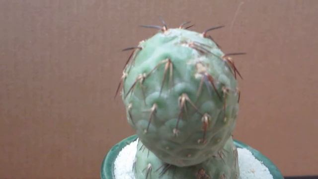Tephrocactus Geometricus