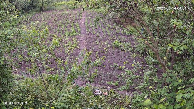 #relaxing #naturesounds #relaxingsounds Пробуждение природы. Рассвет Звуки природы Пение птиц