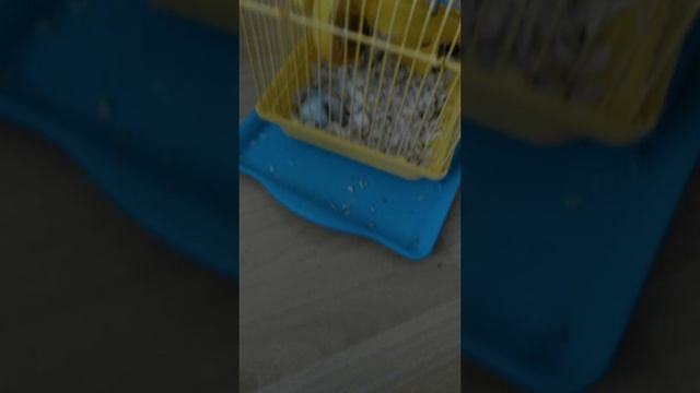 Хомяк родил что делать смотреть онлайн