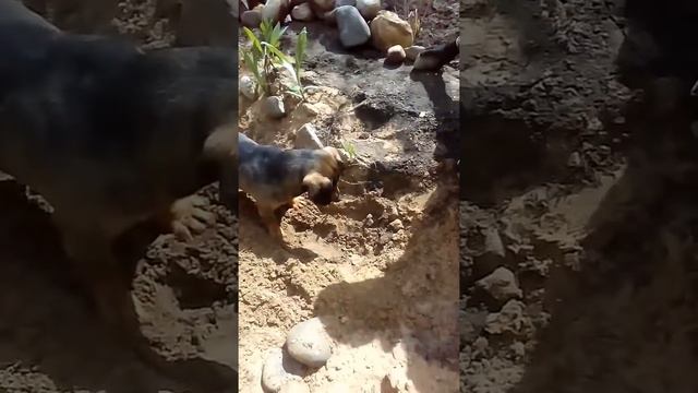 Собака защищает хозяев от лягушки смотреть онлайн