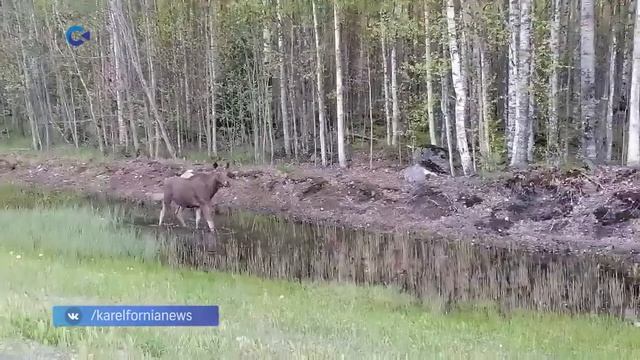 Очевидцы сняли на камеру мобильного телефона двух лосей в Кондопожском районе смотреть онлайн
