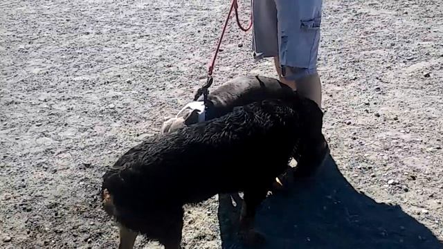 PIT BULL VS ROTTWEILER FIGHT!!! VICIOUS PIT ATTACKS ROTT. смотреть онлайн