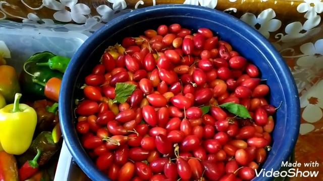 15 сентября.Урожай с дачи.Клубневая бегония,что делать дальше? смотреть онлайн