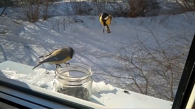 10.03.2018г Лазо́ревка обыкновенная и синицы - Blue tit смотреть онлайн