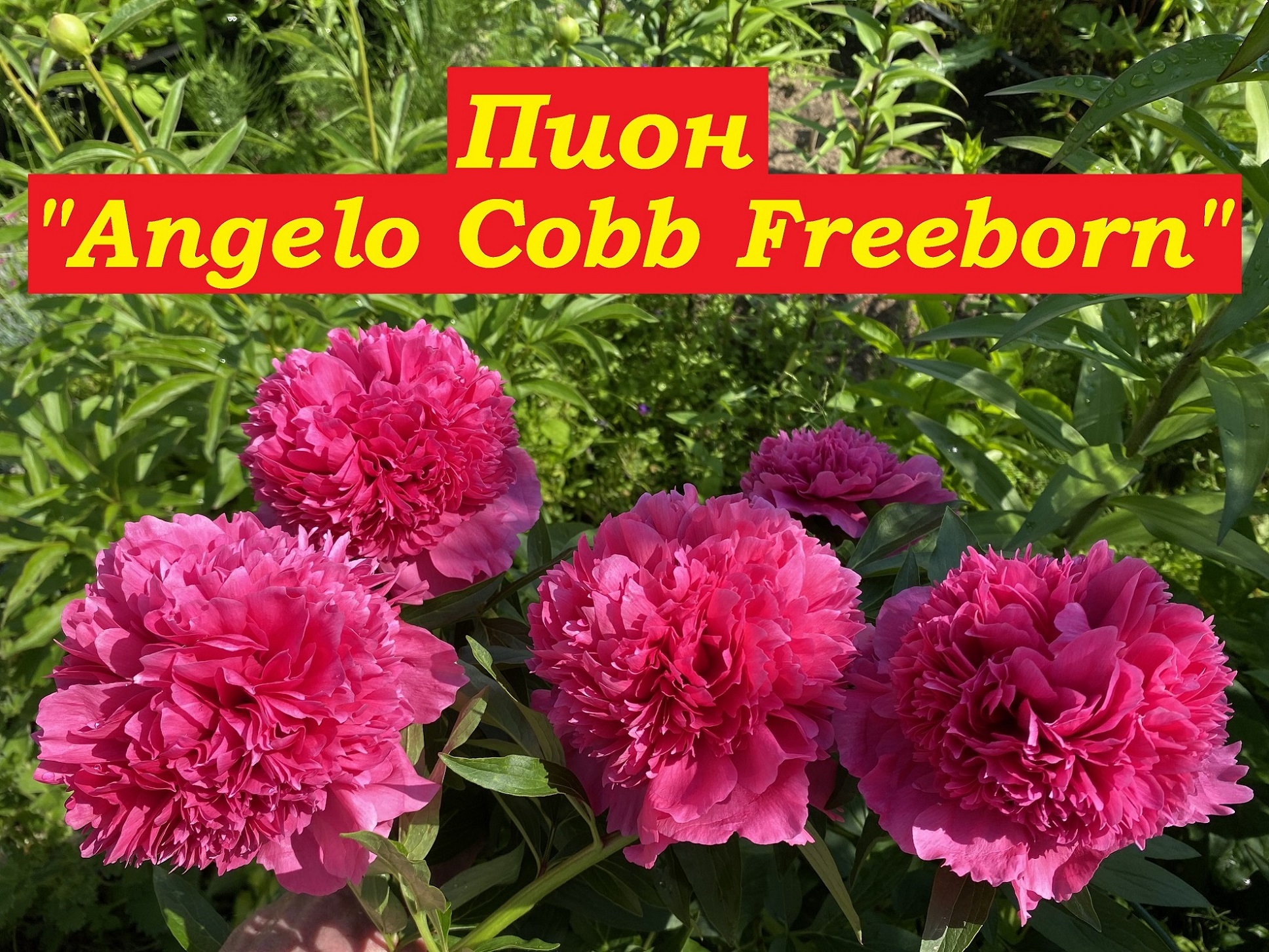 Пион Angelo Cobb Freeborn (Анжело Кобб Фриборн) смотреть онлайн